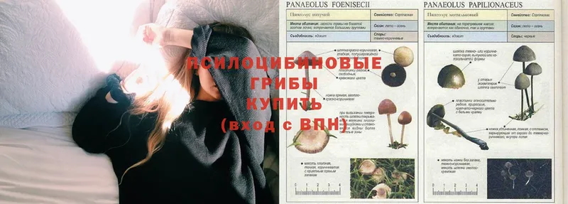 Галлюциногенные грибы Psilocybe  цена наркотик  Великие Луки 